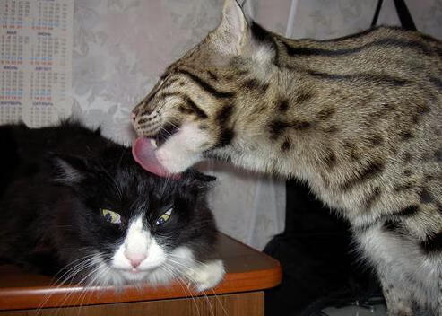 开云体育官网-终场绝杀，波兰车手在F1街道赛焦点战中力克土耳其对手