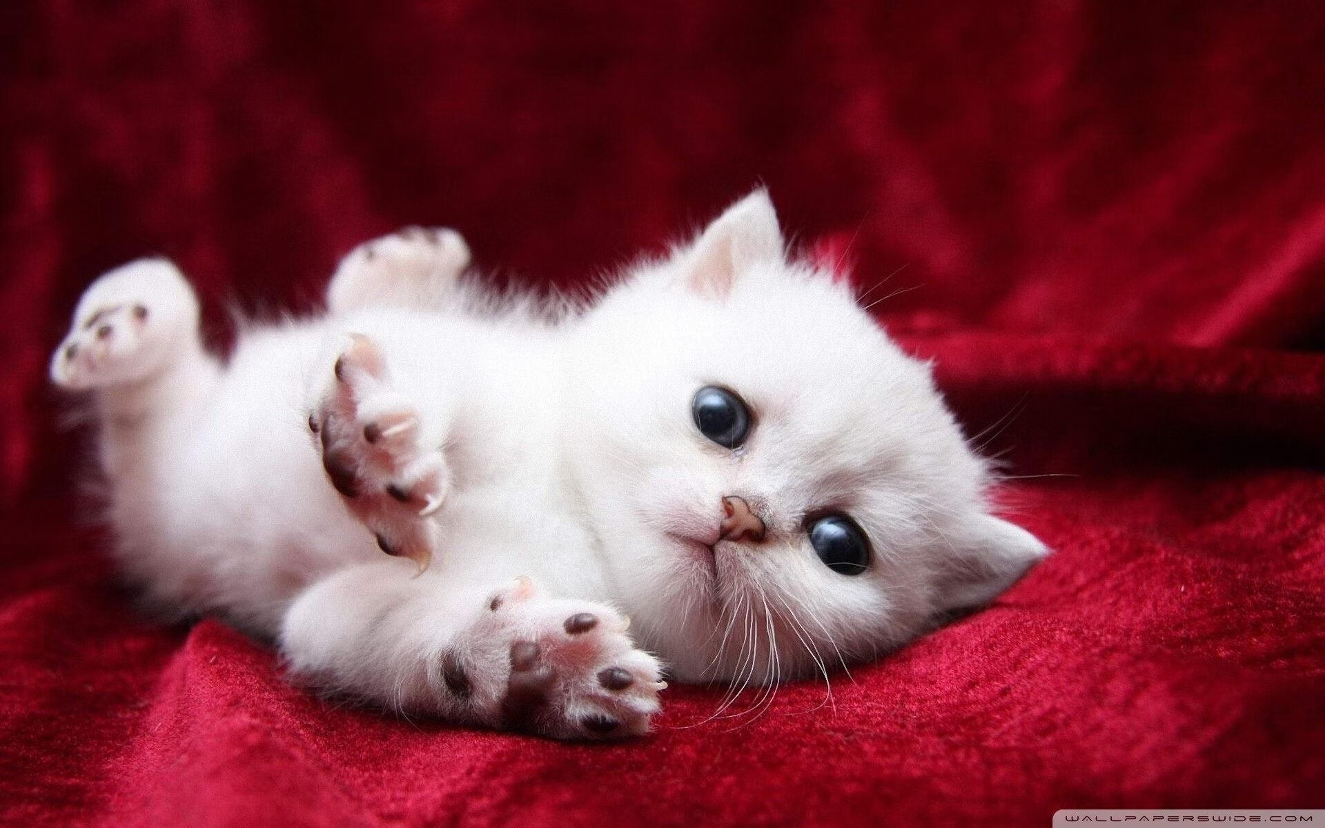 波兰铁骑攻陷梅阿查，迪亚斯如何用攻防转换重写战术法则