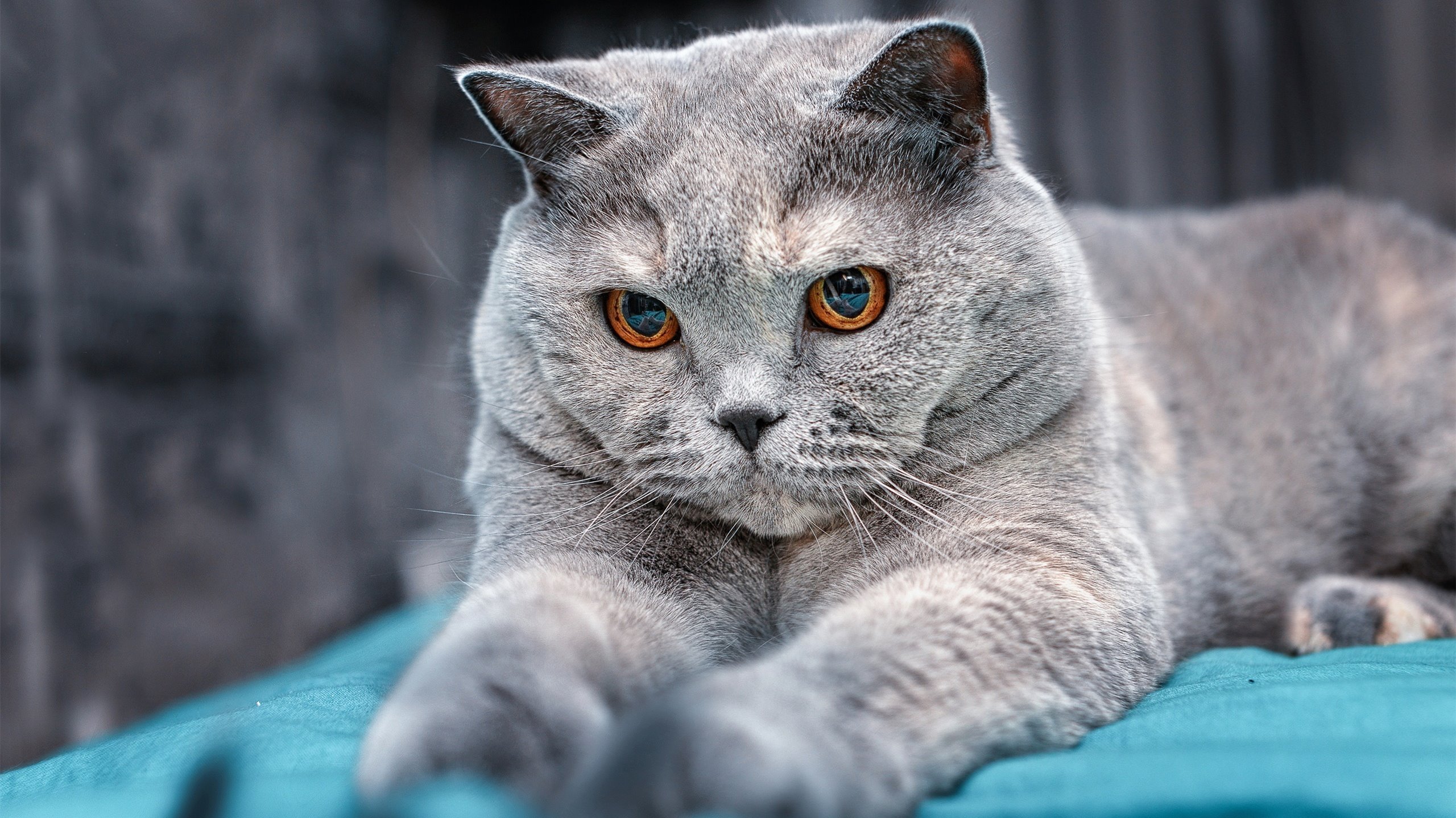 冰雪骑士对阵北欧海盗,2026世界杯焦点战,波兰血拼挪威