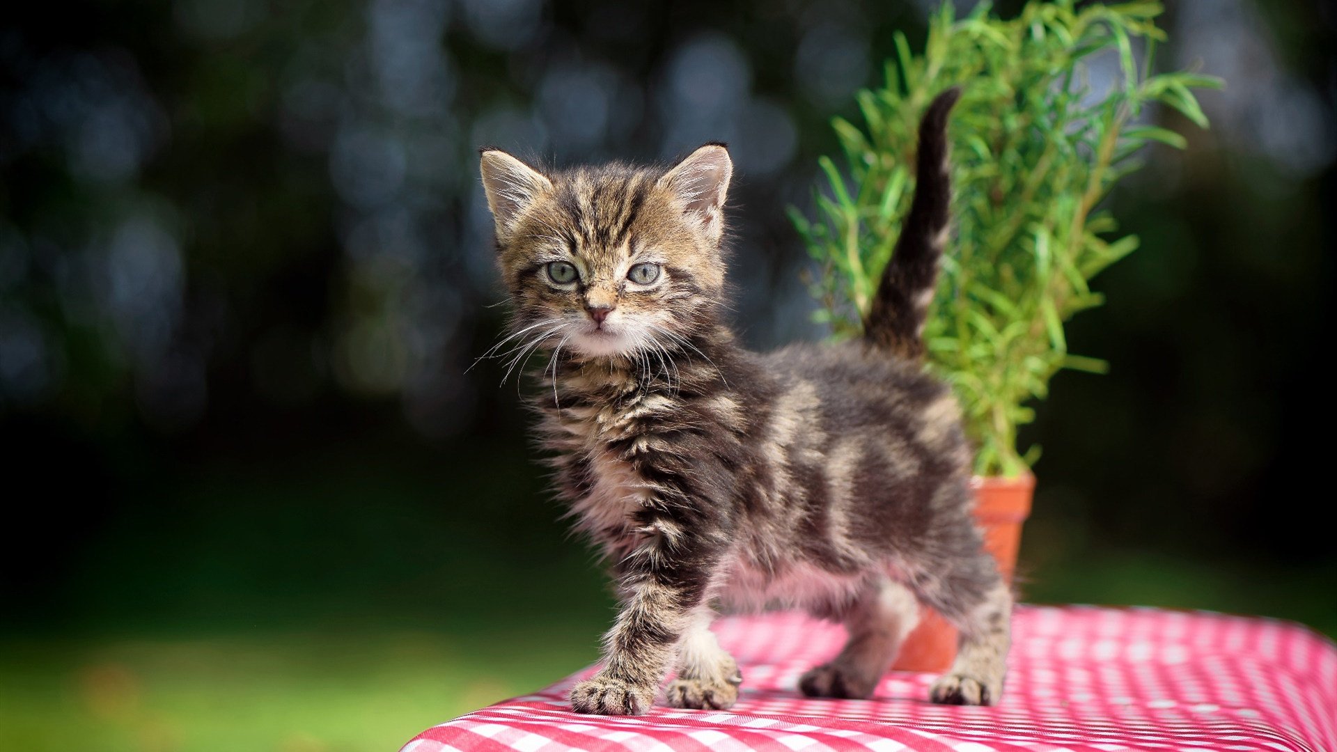 逆转与统治，西班牙足球奇迹与托尼的F1街道赛传奇