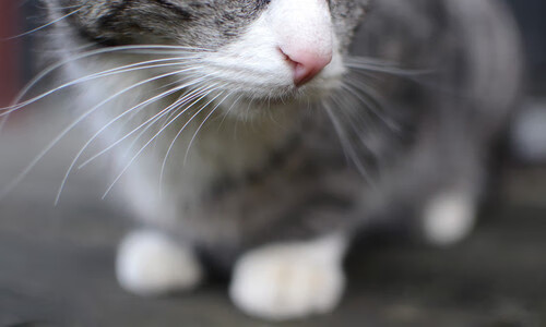 杰伦格林惊天爆发,魔术铁血防守强行终结快船连胜势头