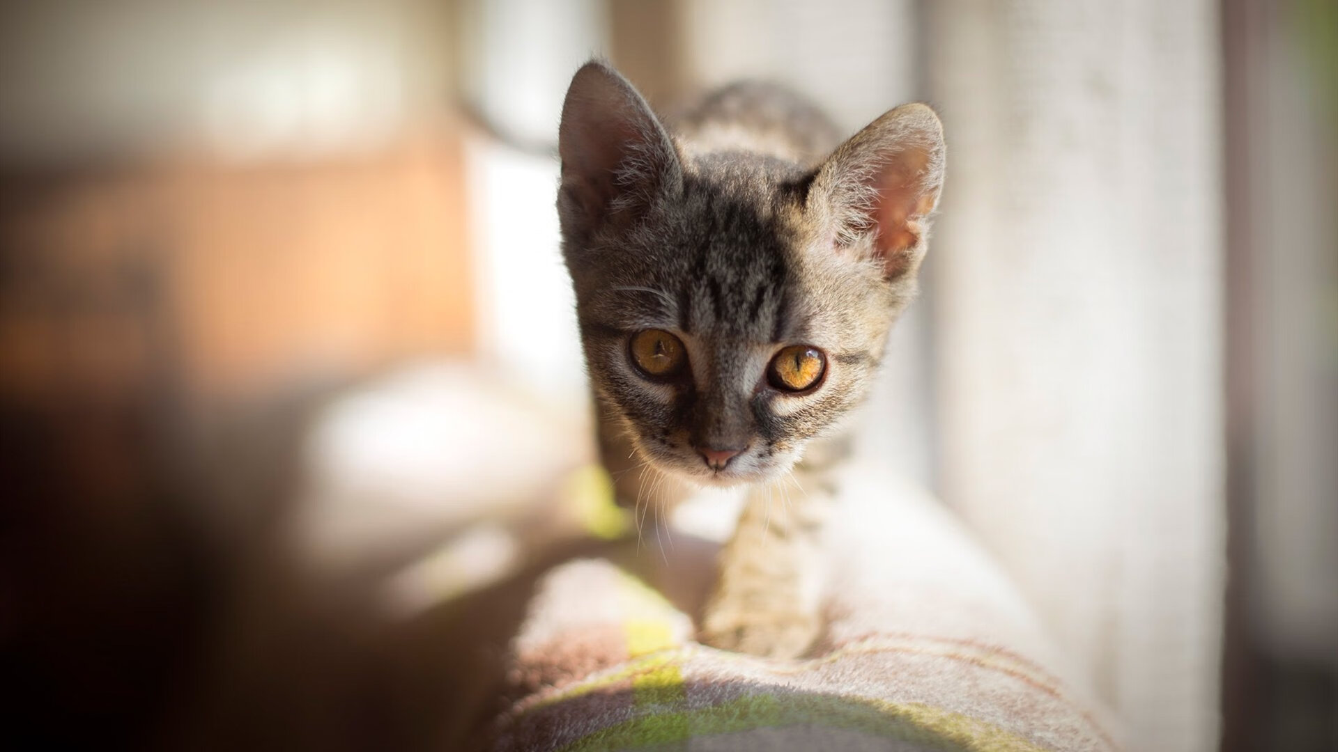 若日尼奥附体,牙买加节奏大师如何让玻利维亚陷入无解深渊?