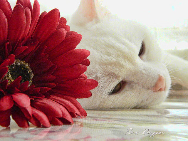 孤勇者阿什拉夫,当拜仁对决AC米兰,一人扛起全队的烽火传奇