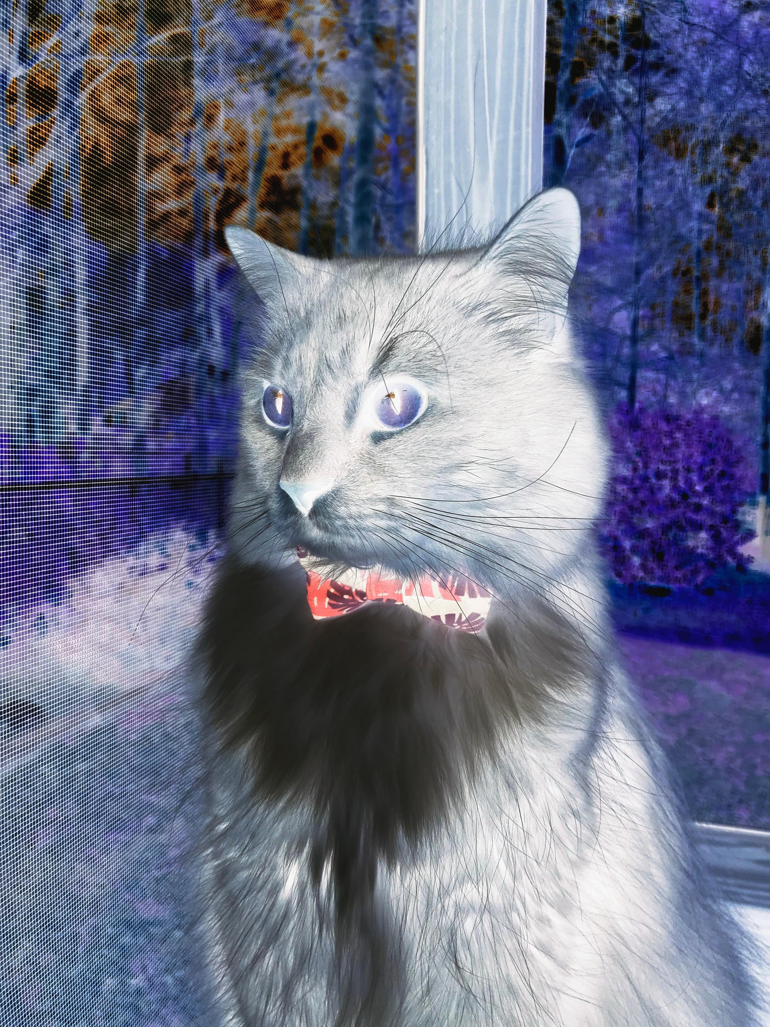 霜刃无声,巴斯托尼的美加墨铁闸之夜