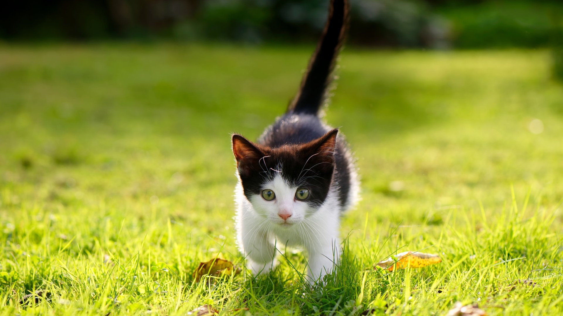 力挫国王捍卫榜首！凯尔特人稳字诀赢下关键排名战