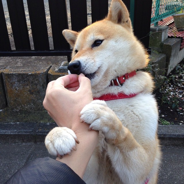 缺席的掌控者，当本泽马的战术幽灵笼罩荷兰险胜巴拉圭之战