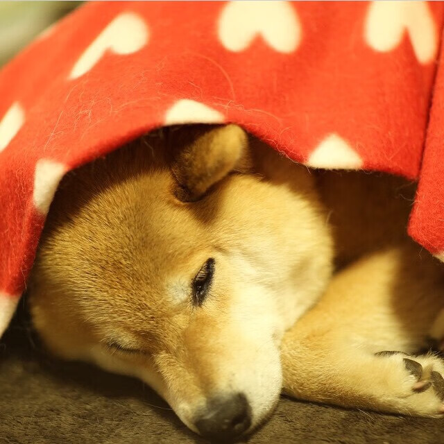 开云下载-关键先生弗拉霍维奇，智利对阵瑞士友谊赛中的战术支点