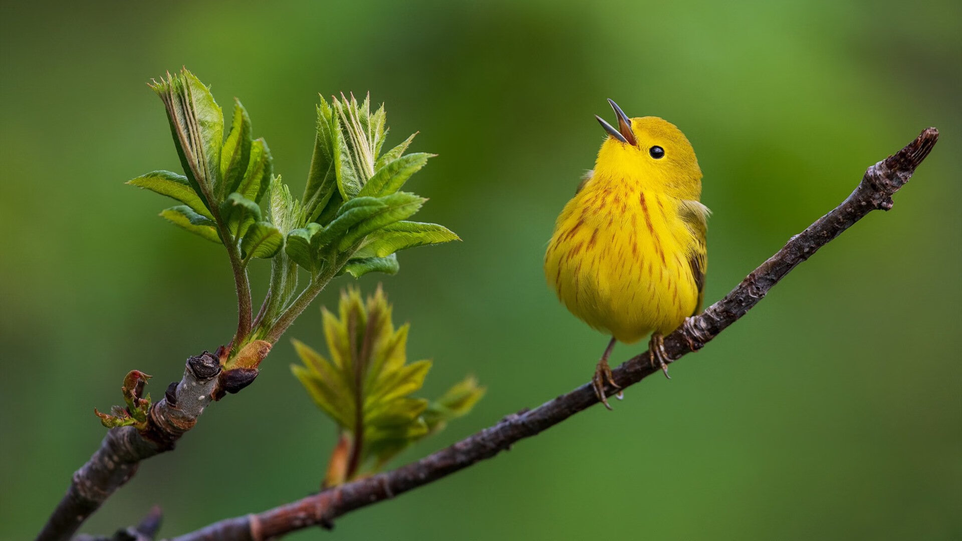 开云体育APP下载-夜幕下的冷兵器，东决关键战之夜，贝恩如何用冷静与精准主宰比赛走向