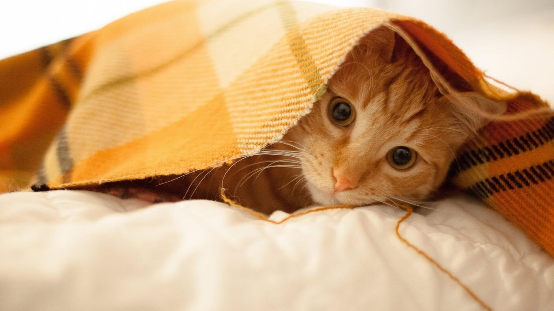 文班亚马率76人掀翻卫冕冠军！内线新王32+12+7击溃约基奇