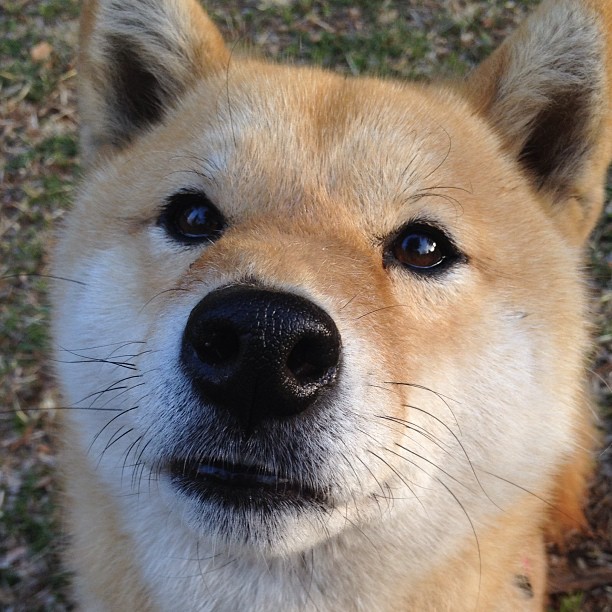 开云体育在线-雷恩模式胜出中国，奥斯梅恩爆发揭示青训真理