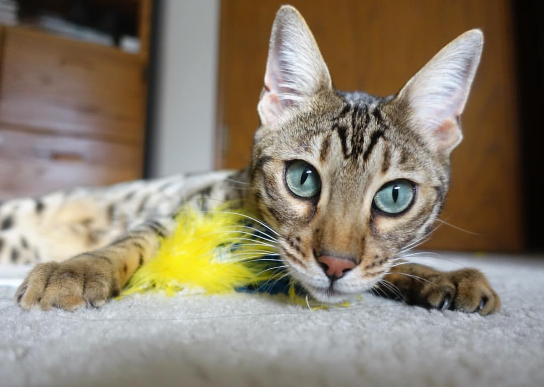 北欧风暴席卷贝蒂斯,萨卡化身关键先生,诠释芬兰式收割的冷酷美学