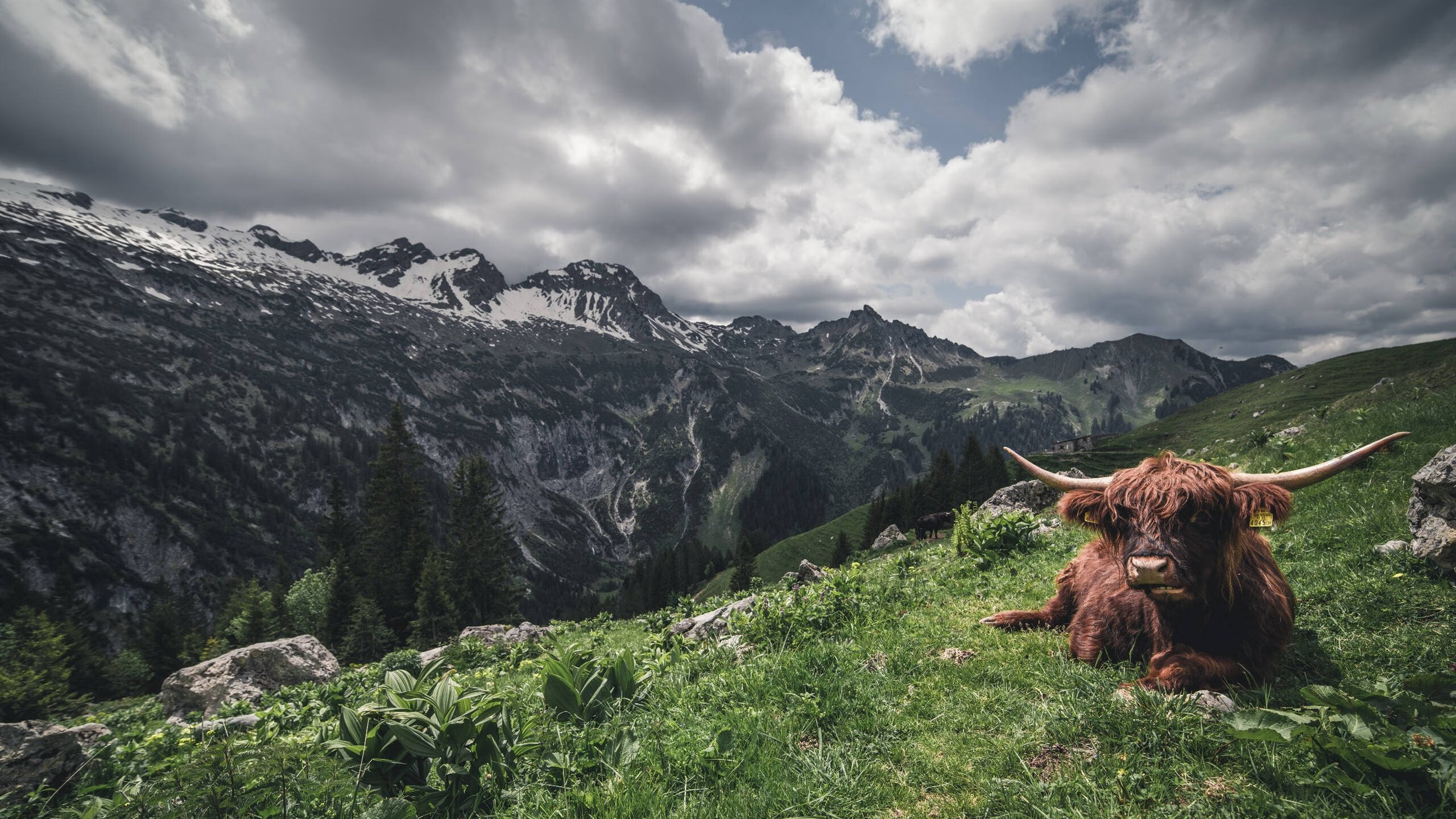 开云体育入口-西亚卡姆惊艳四座，灰熊队制霸新疆队迎国际篮球盛宴